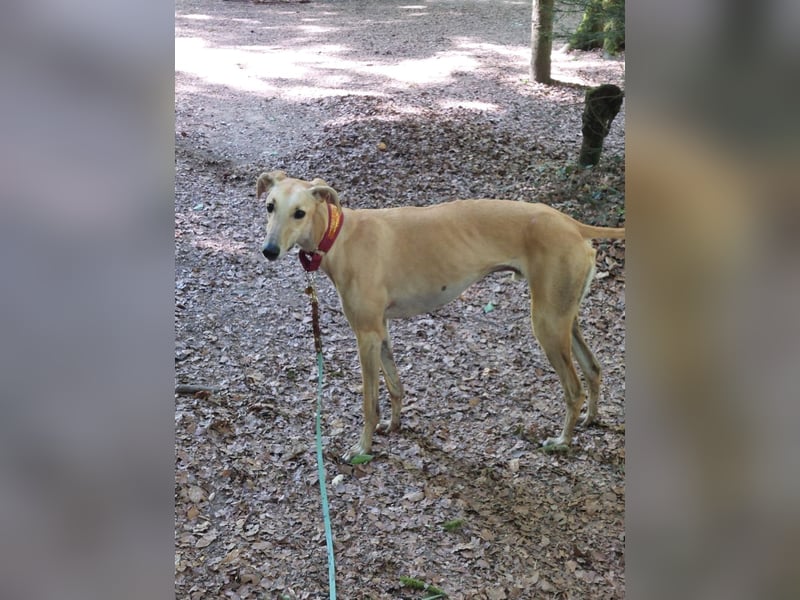 Vitto - dringend Pflegestelle gesucht