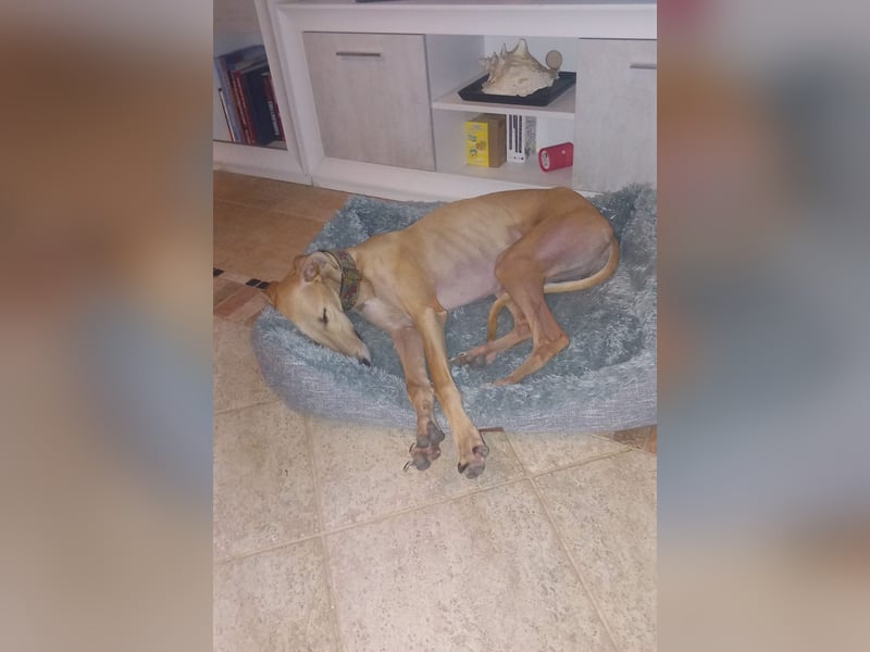Vitto - dringend Pflegestelle gesucht