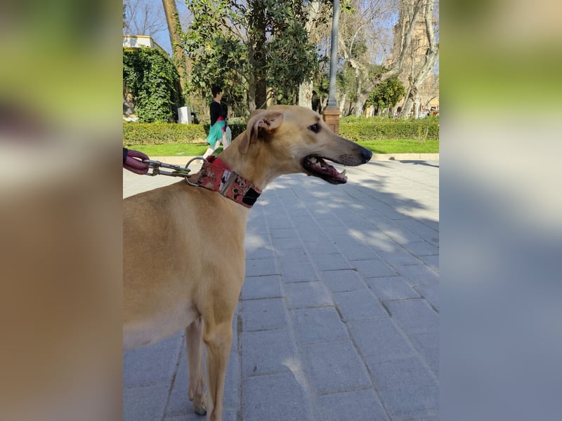 Vitto - dringend Pflegestelle gesucht