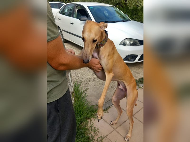 Vitto - dringend Pflegestelle gesucht