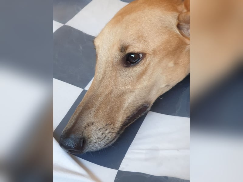 Vitto - dringend Pflegestelle gesucht