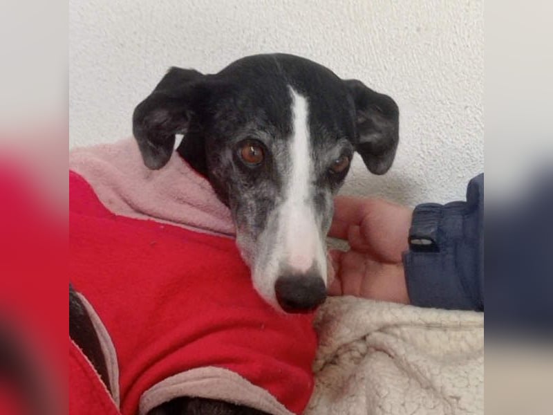 NAVARRA-schüchterne Galga auf der Suche nach Liebe und Geborgenheit