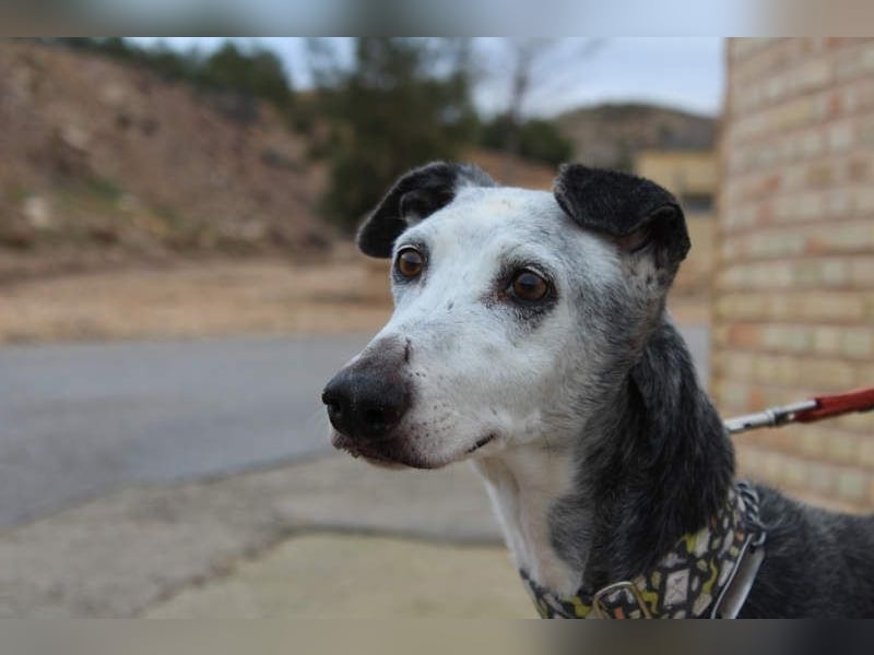 Wunderschöne PRIMERA-sanft, menschenbezogen, sozial, ruhig, angenehm wartet auf ihre 2. Chance