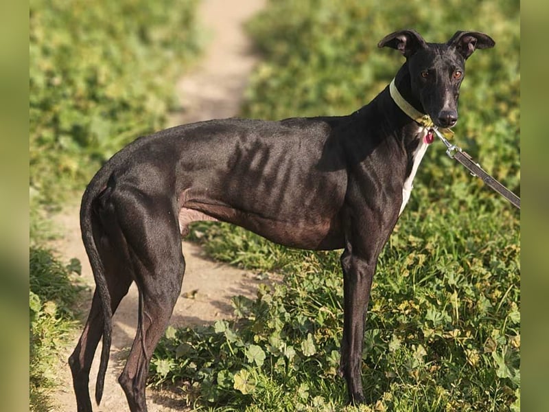 FABIO-schwarze Schönheit mit seelenvollem Blick sucht liebevolles Für-immer-Zuhause