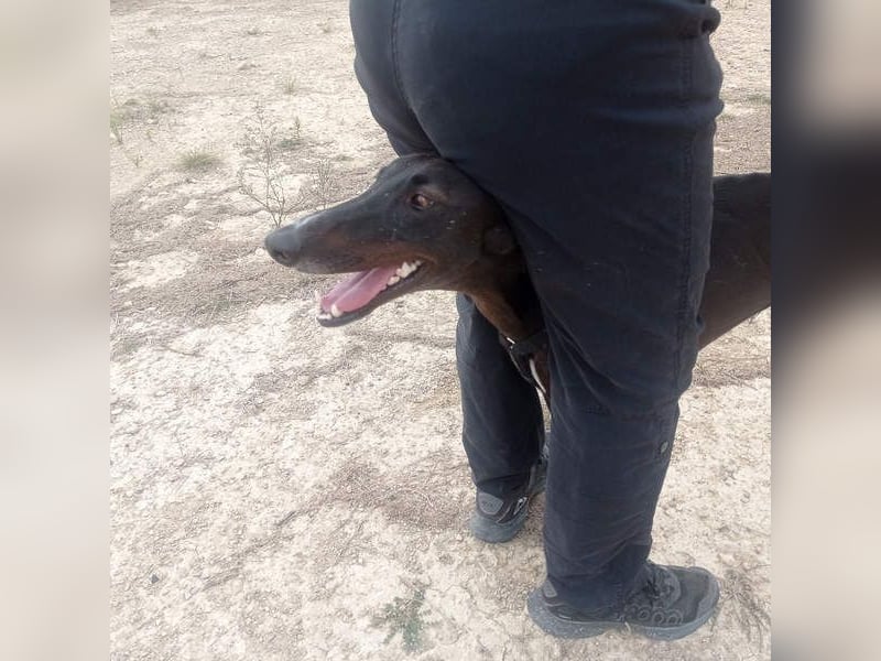 RASMIA-Lebensfreude pur sucht liebevolles, aktives Für-immer-Zuhause