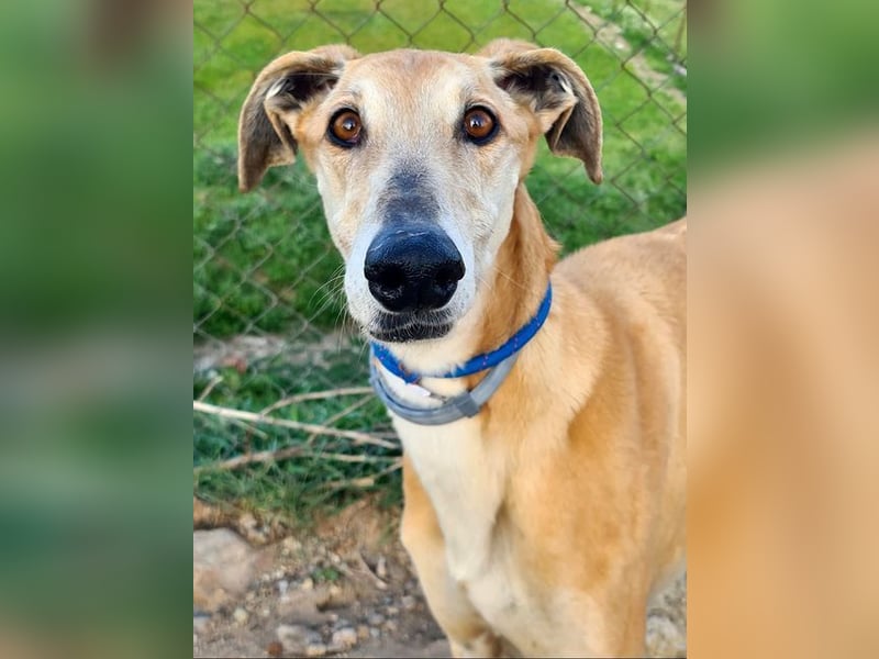 Traumgalgo CANUTO- hatte bisher eine tolle Familie, sucht leider ein neues Zuhause