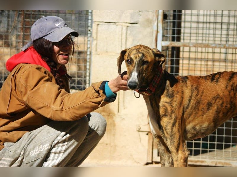 Wundervoller FITO-verspielt, menschschnfreundlich will endlich ein liebevolles Für-immer-Zuhause