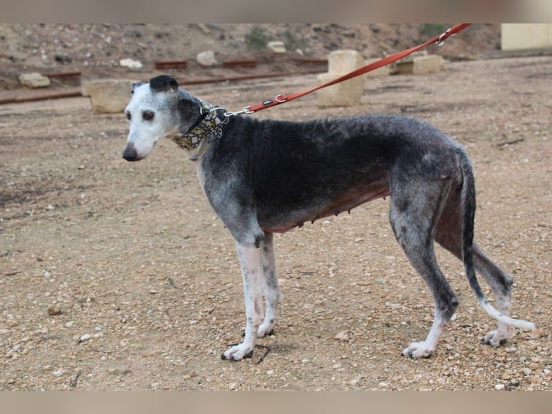 Wunderschöne PRIMERA-sanft, menschenbezogen, sozial, ruhig, angenehm wartet auf ihre 2. Chance