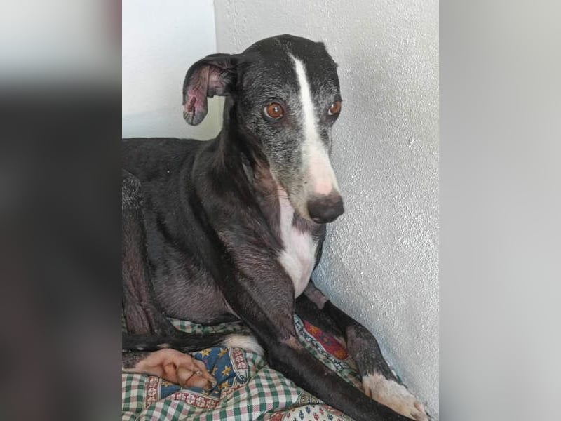 NAVARRA-schüchterne Galga auf der Suche nach Liebe und Geborgenheit