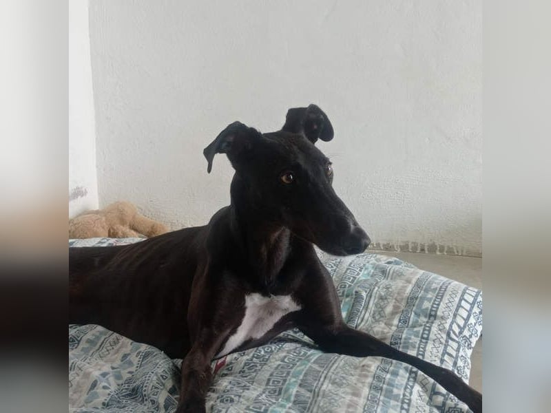 RASMIA-Lebensfreude pur sucht liebevolles, aktives Für-immer-Zuhause