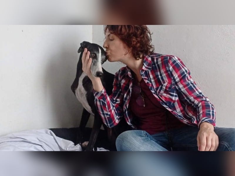 NAVARRA-schüchterne Galga auf der Suche nach Liebe und Geborgenheit