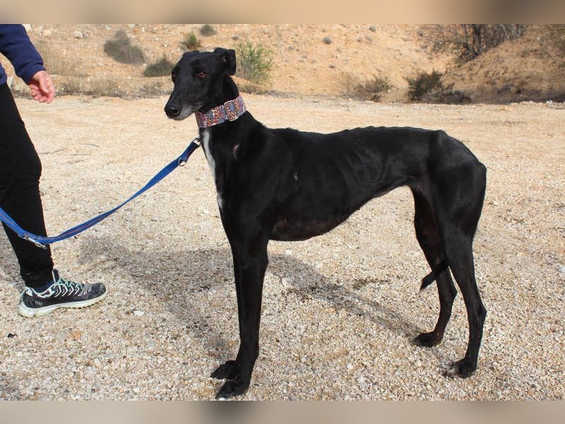 Wunderschöne ALEGRA- sensible, feinfühlige, sanfte Hundeseele sucht schönes Zuhause