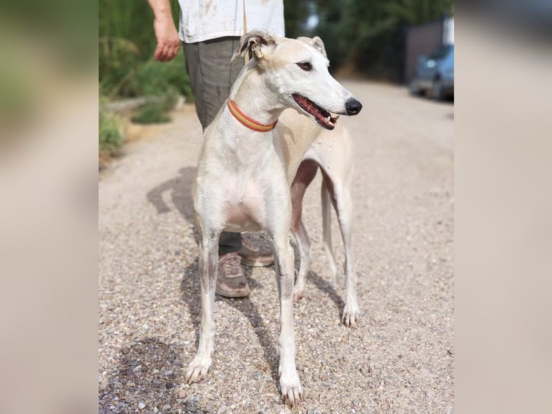 NALA - will in einer liebevollen Familie aufblühen