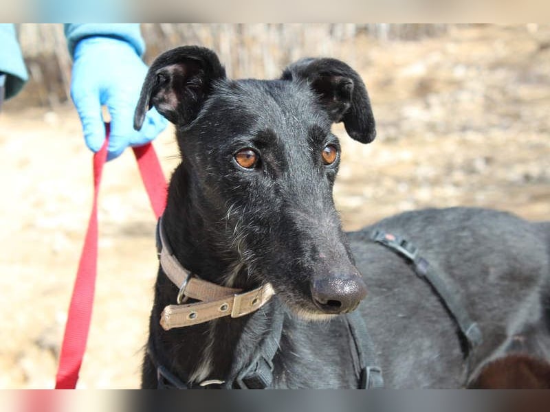 Wunderschöne MULATA-freundlich, ausgeglichen, menschenbezogen sucht ihre liebevolle Heimat