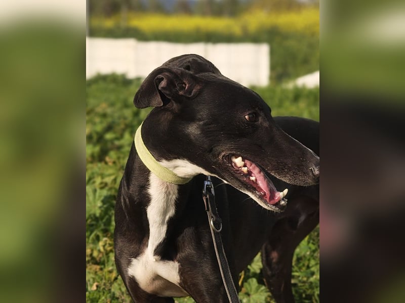 FABIO-schwarze Schönheit mit seelenvollem Blick sucht liebevolles Für-immer-Zuhause