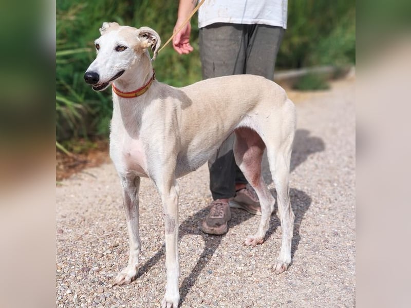 NALA - will in einer liebevollen Familie aufblühen