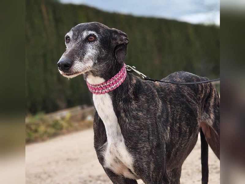 Zauberhafte LARA- sanft, überaus zutraullich erobert sie alle Herzen. Auch deines?