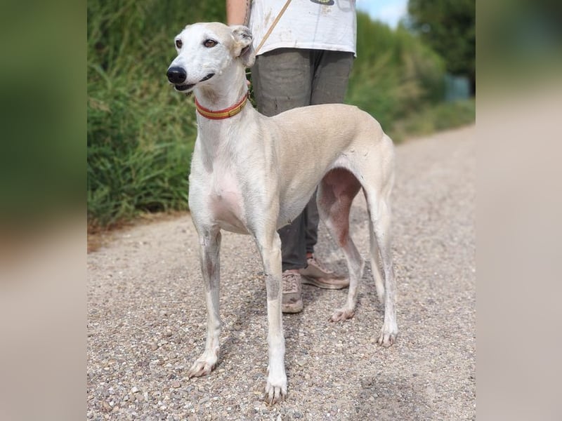 NALA - will in einer liebevollen Familie aufblühen