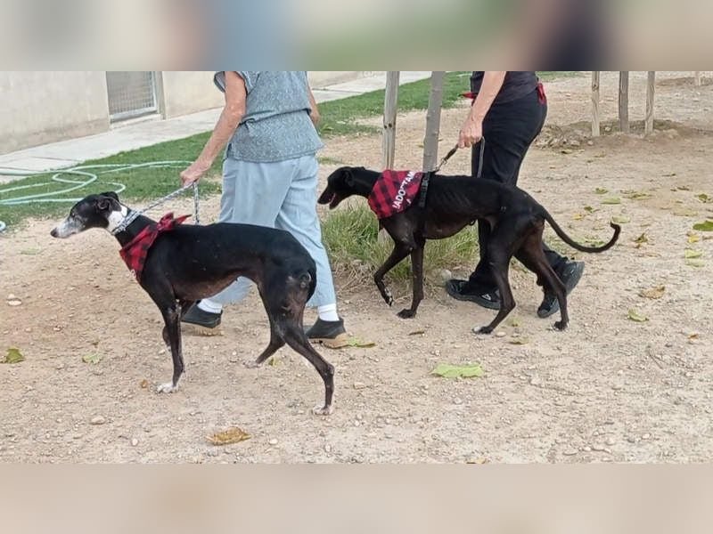 NAVARRA-schüchterne Galga auf der Suche nach Liebe und Geborgenheit