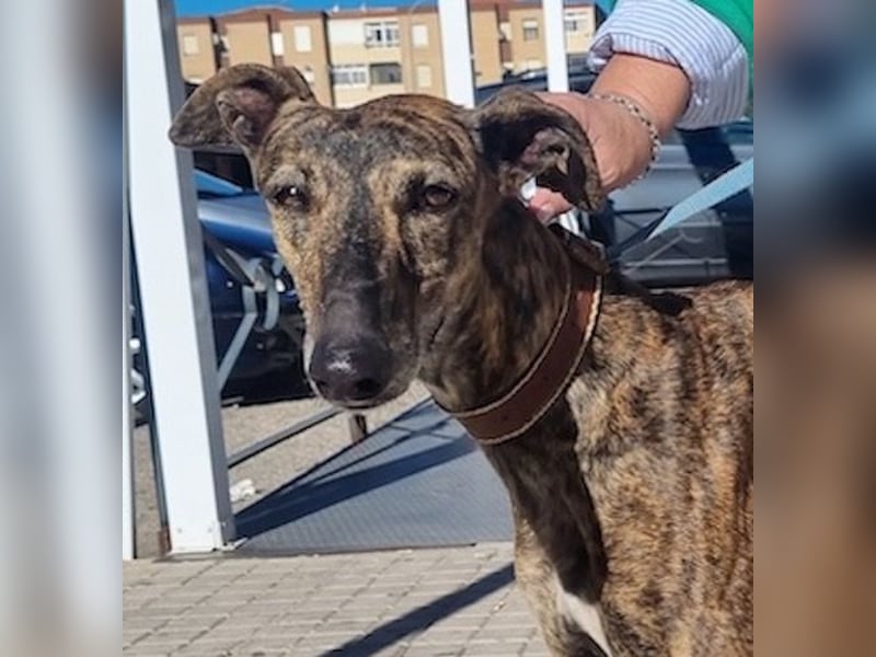 SAKIRA- ist super gesellig, hat immer gute Laune, ist sehr anhänglich.ihr fehlt nur Zuhause