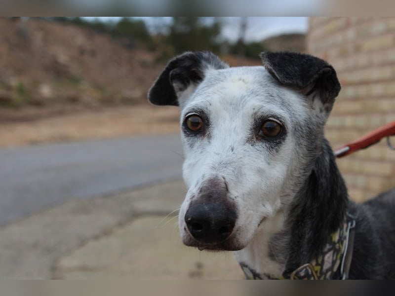Wunderschöne PRIMERA-sanft, menschenbezogen, sozial, ruhig, angenehm wartet auf ihre 2. Chance
