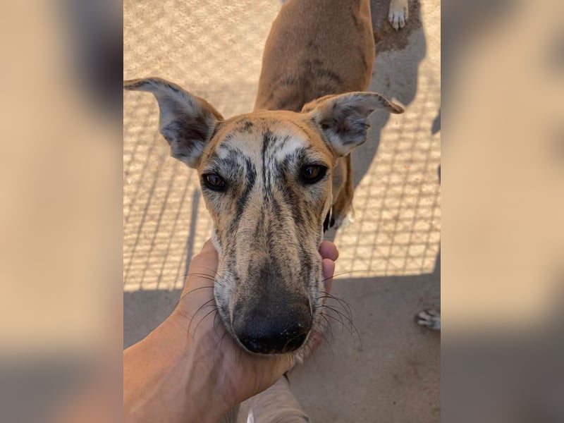 TIGER-sanfter Galgo, voller Lebensfreude und Energie, aber auch mit ruhiger Seite, verschmust, sanft
