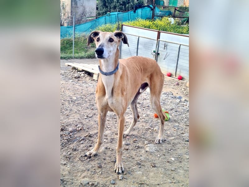 Traumgalgo CANUTO- hatte bisher eine tolle Familie, sucht leider ein neues Zuhause