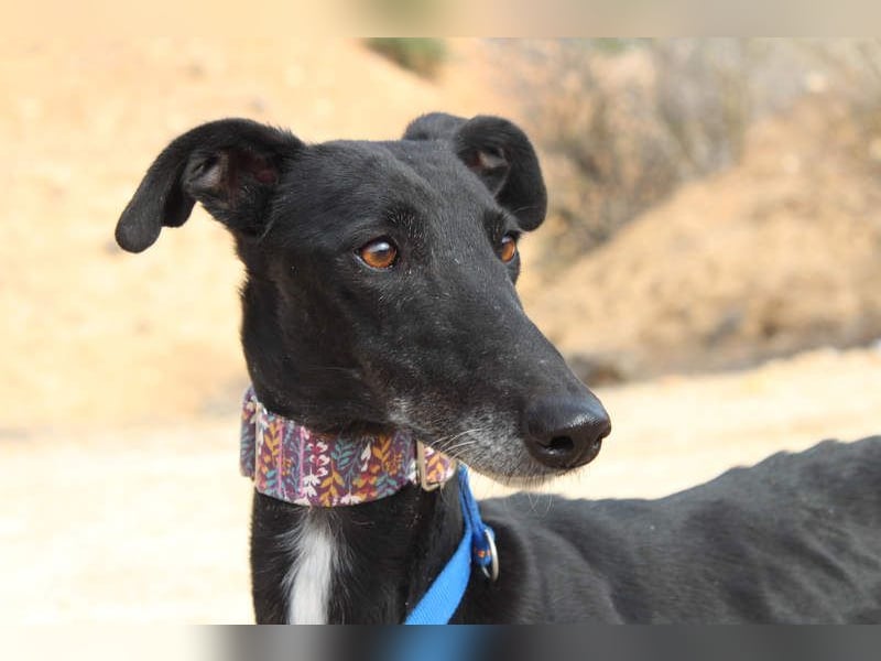 Wunderschöne ALEGRA- sensible, feinfühlige, sanfte Hundeseele sucht schönes Zuhause