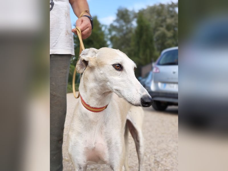 NALA - will in einer liebevollen Familie aufblühen