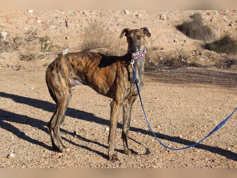 ESTEBAN-sozialer, angenehmer Hundepartner sucht sehnsüchtig liebevolles Zuhause