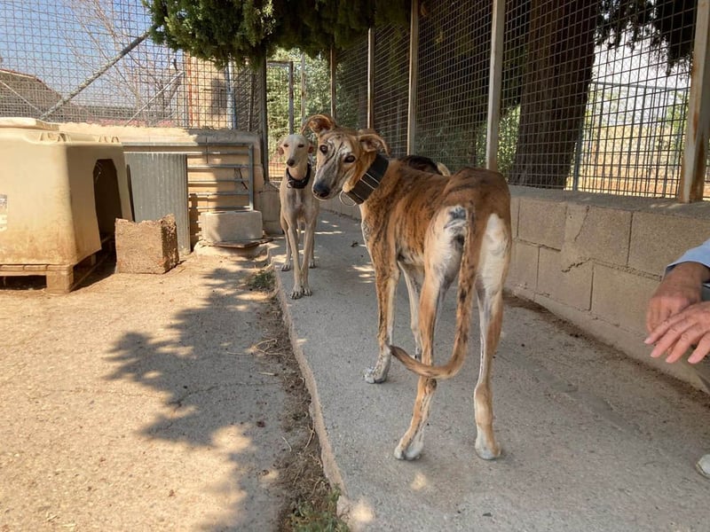 TIGER-sanfter Galgo, voller Lebensfreude und Energie, aber auch mit ruhiger Seite, verschmust, sanft