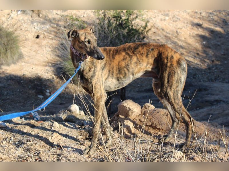 ESTEBAN-sozialer, angenehmer Hundepartner sucht sehnsüchtig liebevolles Zuhause