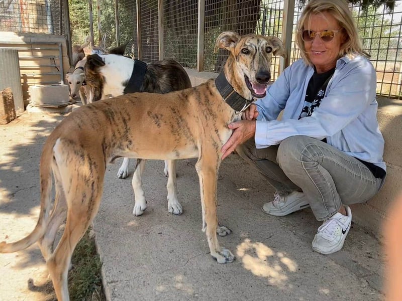 TIGER-sanfter Galgo, voller Lebensfreude und Energie, aber auch mit ruhiger Seite, verschmust, sanft