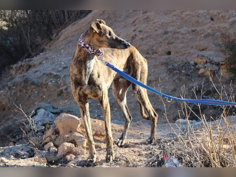 ESTEBAN-sozialer, angenehmer Hundepartner sucht sehnsüchtig liebevolles Zuhause