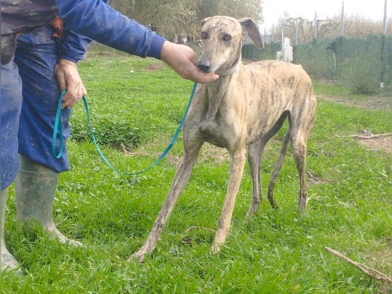 Süße CARIOCA-wartet sehnsüchtig auf ihr liebevolles Für-immer-Zuhause