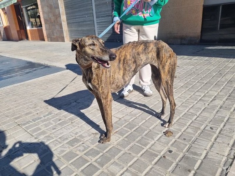 SAKIRA- ist super gesellig, hat immer gute Laune, ist sehr anhänglich.ihr fehlt nur Zuhause