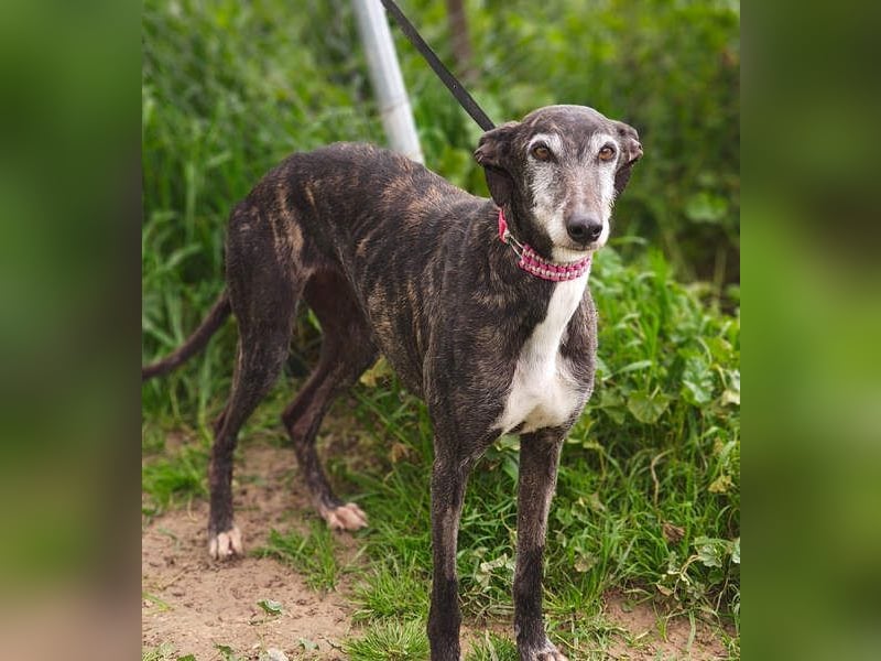 Zauberhafte LARA- sanft, überaus zutraullich erobert sie alle Herzen. Auch deines?