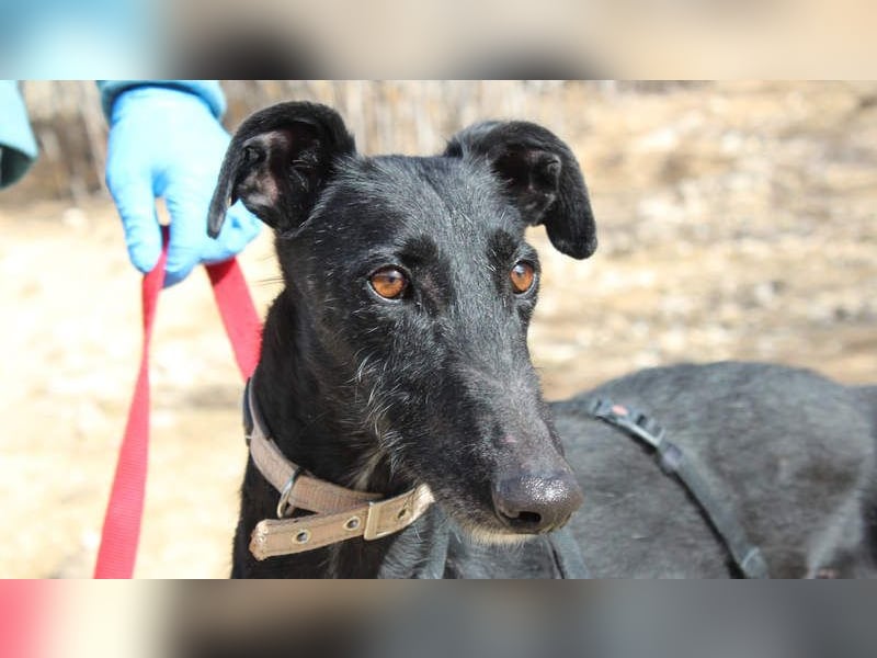 Wunderschöne MULATA-freundlich, ausgeglichen, menschenbezogen sucht ihre liebevolle Heimat