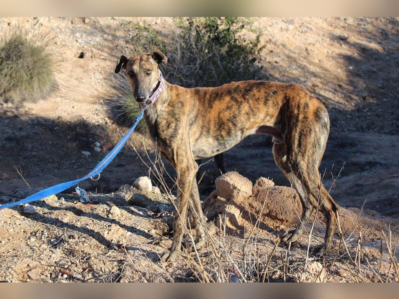 ESTEBAN-sozialer, angenehmer Hundepartner sucht sehnsüchtig liebevolles Zuhause