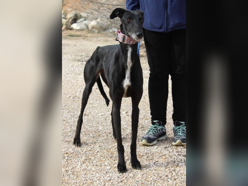 Wunderschöne ALEGRA- sensible, feinfühlige, sanfte Hundeseele sucht schönes Zuhause