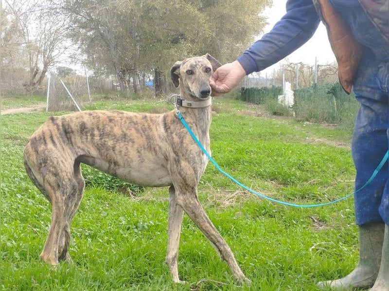 Süße CARIOCA-wartet sehnsüchtig auf ihr liebevolles Für-immer-Zuhause