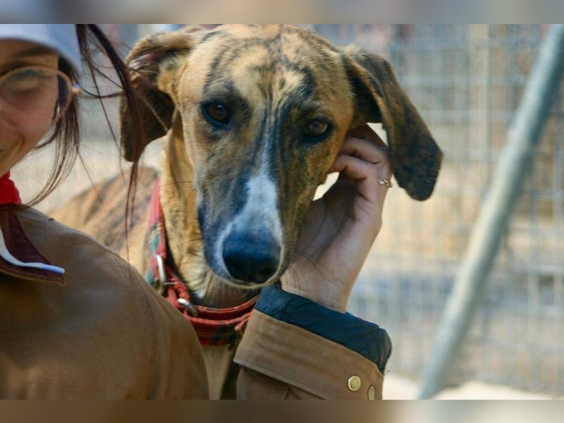 Wundervoller FITO-verspielt, menschschnfreundlich will endlich ein liebevolles Für-immer-Zuhause