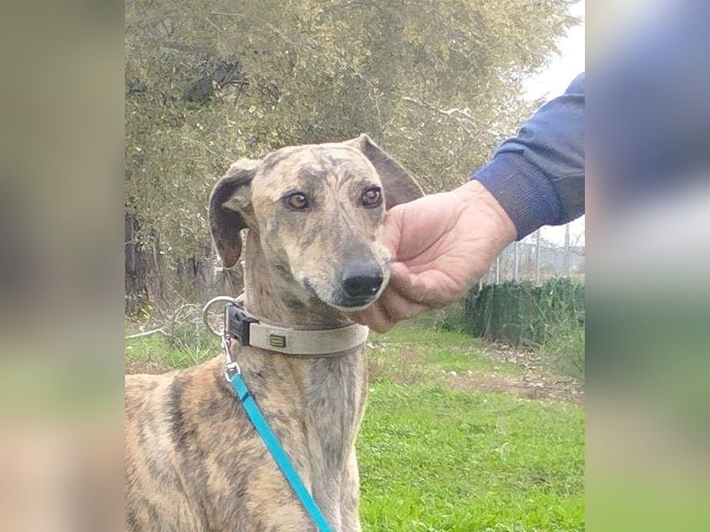 Süße CARIOCA-wartet sehnsüchtig auf ihr liebevolles Für-immer-Zuhause