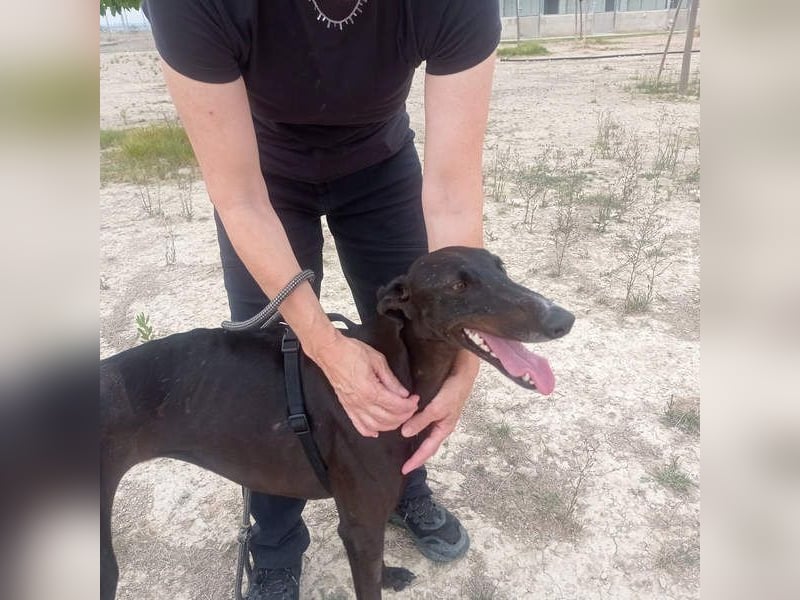 RASMIA-Lebensfreude pur sucht liebevolles, aktives Für-immer-Zuhause