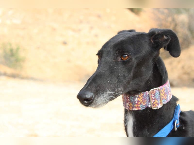 Wunderschöne ALEGRA- sensible, feinfühlige, sanfte Hundeseele sucht schönes Zuhause