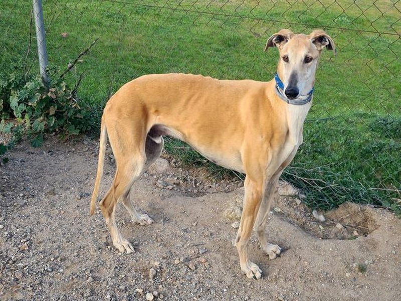 Traumgalgo CANUTO- hatte bisher eine tolle Familie, sucht leider ein neues Zuhause