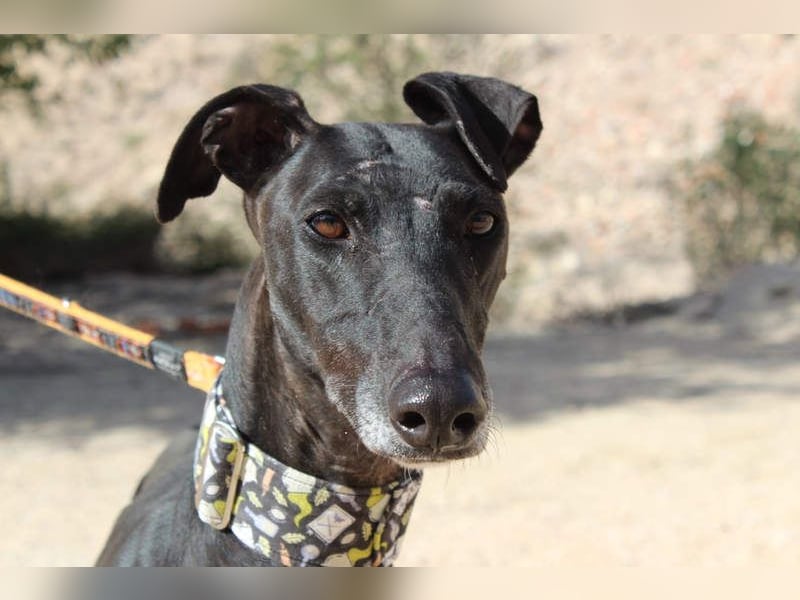 JACK- junger, beeindruckender Galgo sucht liebevolle Für-immer-Heimat