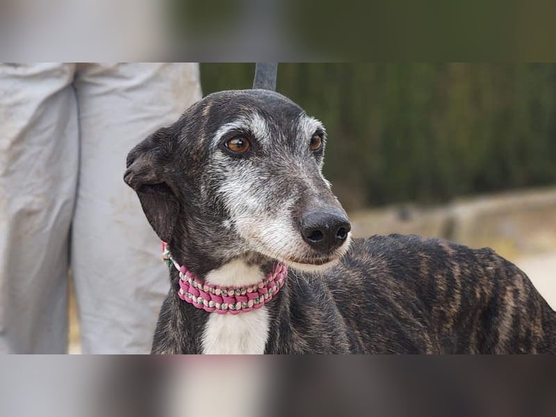 Zauberhafte LARA- sanft, überaus zutraullich erobert sie alle Herzen. Auch deines?