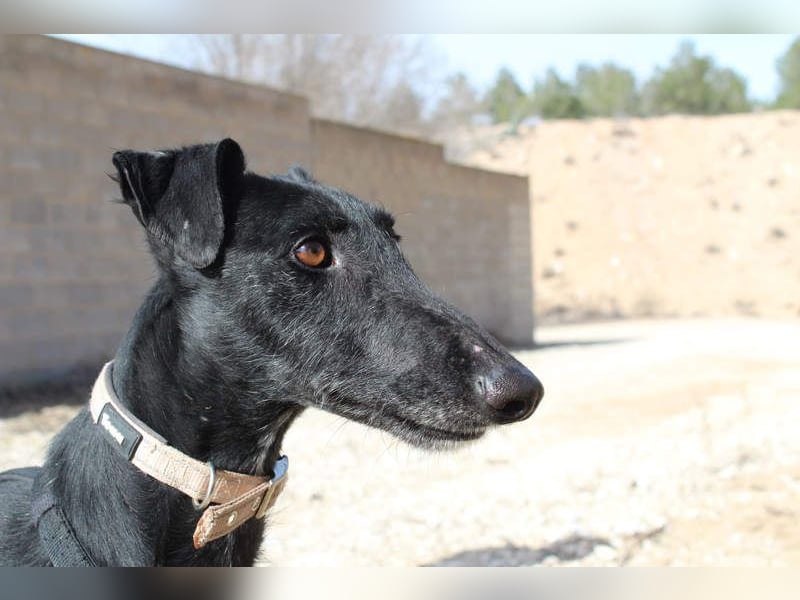 Wunderschöne MULATA-freundlich, ausgeglichen, menschenbezogen sucht ihre liebevolle Heimat