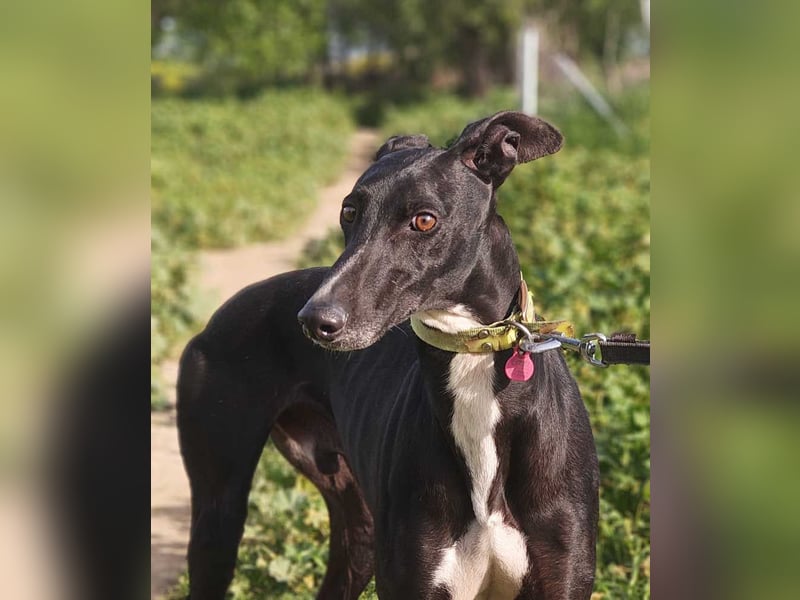 FABIO-schwarze Schönheit mit seelenvollem Blick sucht liebevolles Für-immer-Zuhause
